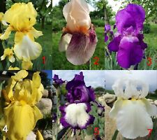 Fiori iris germanici usato  Vinzaglio