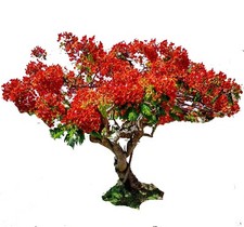 Royal poinciana live for sale  USA