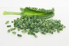 Set four kalanchoe for sale  Dahlonega