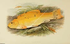 Fresh water fishes for sale Fresh water fishes for sale  SHREWSBURY