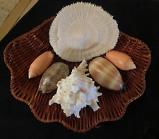 Assorted sea shells for sale  BURTON-ON-TRENT