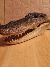 alligator head for sale alligator head for sale Staten Island