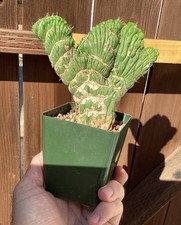 Rare eulychnia castanea for sale  Citrus Heights