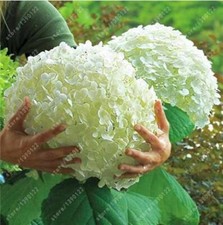 25pc hydrangea seeds for sale  Goldsboro