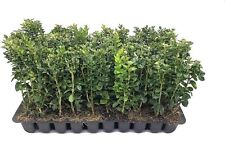 Green mountain boxwood for sale  USA