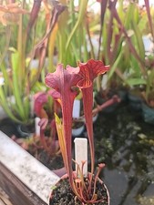 Sarracenia hybrid reptilian for sale  Eugene