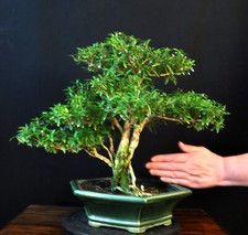 Bonsai junischnee serissa gebraucht kaufen  Bielefeld