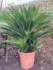 Cycas palmetta molto usato  Carrara