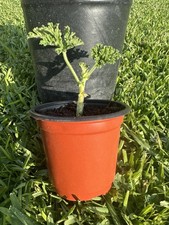 Citronella plant mosquito for sale  Marrero