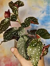 Begonia harmony dark for sale  SOUTHEND-ON-SEA