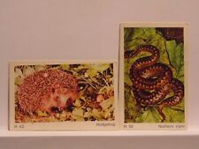 dandy gum cards animals for sale  CHELMSFORD