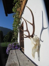 Schönes hirschgeweih hirsch gebraucht kaufen Schönes hirschgeweih hirsch gebraucht kaufen  Pfronten