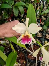 Cattleya rex really for sale  Apopka