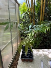 Chamaedorea oblongata palm for sale  Port Saint Lucie