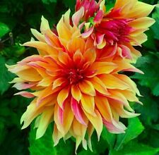 African marigolds dahlia for sale  REDDITCH