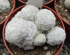 Mammillaria humboldtii another for sale  BRISTOL