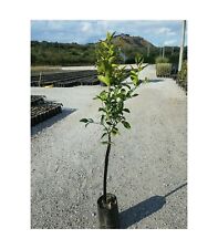 Pianta bianco vaniglia usato  Altamura