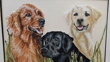 Labradors golden retriever for sale  SHEFFIELD