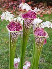 Sarracenia leucophylla wavy usato  Guardiagrele