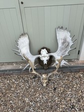 Huge kamchatka moose for sale  SOLIHULL