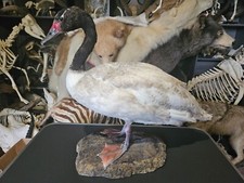 Taxidermie cygne cou d'occasion  Lorient