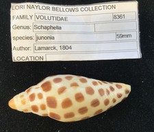 Junonia beautiful coloring for sale  Refugio