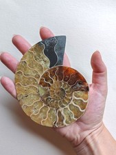 Ammonite fossile naturale usato  Serra San Quirico