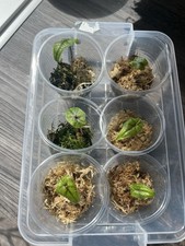 Alocasia tandurusa alocasia for sale  LONDON
