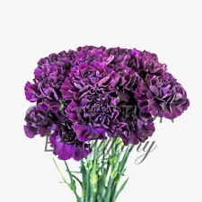 Fresh flowers carnation for sale  San Jose