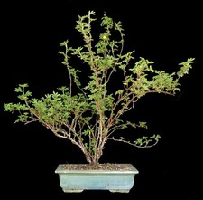 Bonsai potentilla fingerstrauc gebraucht kaufen  Karlsruhe