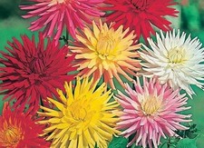 Flower dahlia cactus for sale  SALISBURY