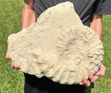 texas ammonites for sale  Coppell