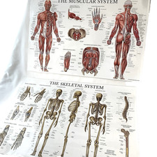 Lot anatomy posters for sale  Columbia