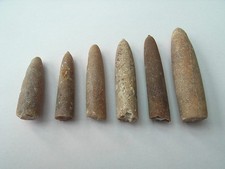 Belemiten fossiien stsee gebraucht kaufen  Erlenbach a.Main