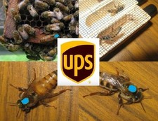 Queen bee 2025 for sale  Fredericksburg
