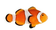 Ocellaris clownfish tank for sale  Palm Bay