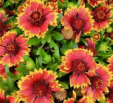 400x gaillardia aristata for sale  DEWSBURY