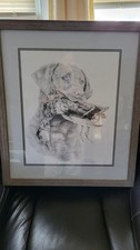 chesapeake bay retriever for sale chesapeake bay retriever for sale Riverside