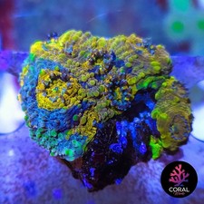Stunning gold acan for sale  STOCKPORT