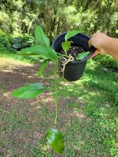 Monstera acacoyaguensis rare for sale  Bradenton