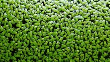 Lemna minor pianta usato  Roma
