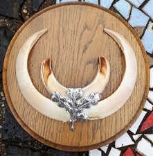 Kapitale keilerwaffen trophäe gebraucht kaufen Kapitale keilerwaffen trophäe gebraucht kaufen  Blaibach