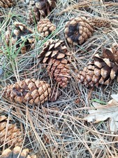 camping starters fire for sale camping starters fire for sale  Williams