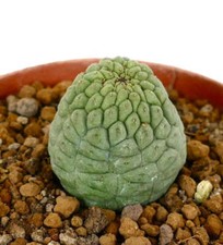 Trichocaulon cactiformis selec for sale  Shipping to United Kingdom