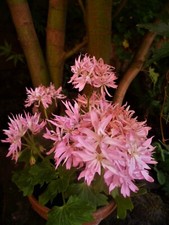 Pelargonium vectis finery. for sale  BELPER