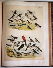 Studer birds north for sale  New York