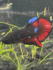 One giant male for sale  Discovery Bay