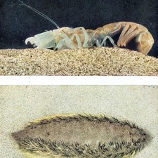 1959 burrowing shrimp for sale  UK