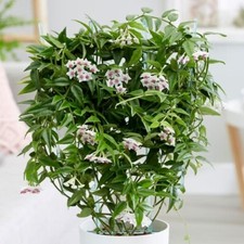 Hoya lanceolata subsp. for sale  LONDON