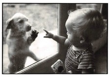 Cpm chien d'occasion  Expédié en Belgium